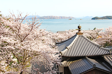 慈照院 桜