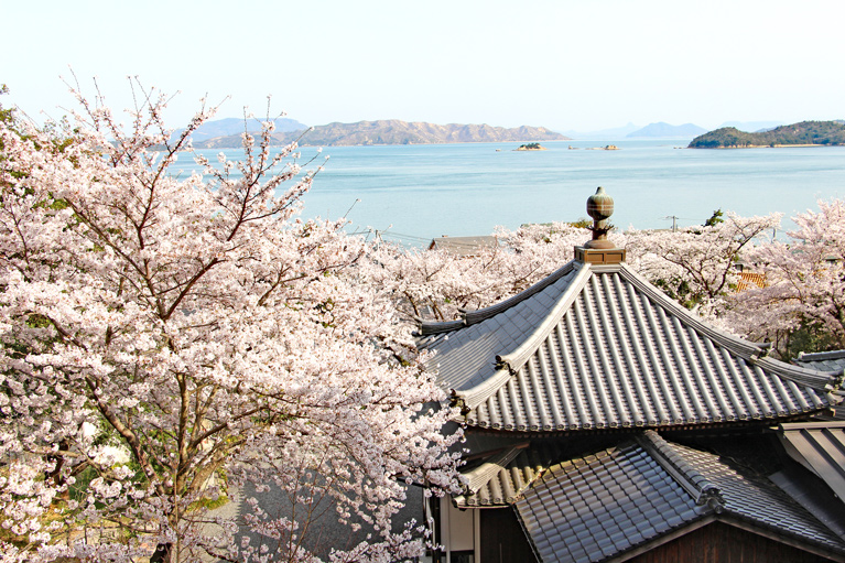 慈照院 桜