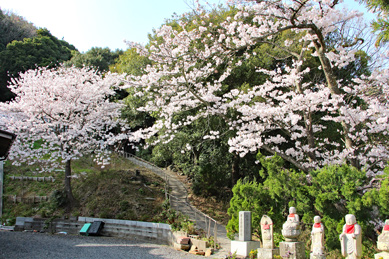 慈照院 桜